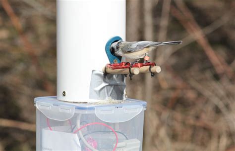 bird tracking that download data rfid|rfid feeder.